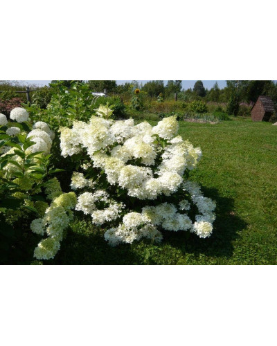 Гортензія волотиста Фантом | Hydrangea paniculata Phantom | Гортензия метельчатая Фантом