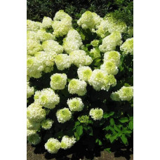 Гортензія волотиста Сільвер Долар | Hydrangea paniculata Silver Dollar | Гортензия метельчатая Сильвер Доллар