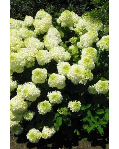 Гортензія волотиста Сільвер Долар | Hydrangea paniculata Silver Dollar | Гортензия метельчатая Сильвер Доллар