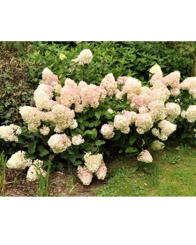 Гортензія волотиста Сільвер Долар | Hydrangea paniculata Silver Dollar | Гортензия метельчатая Сильвер Доллар