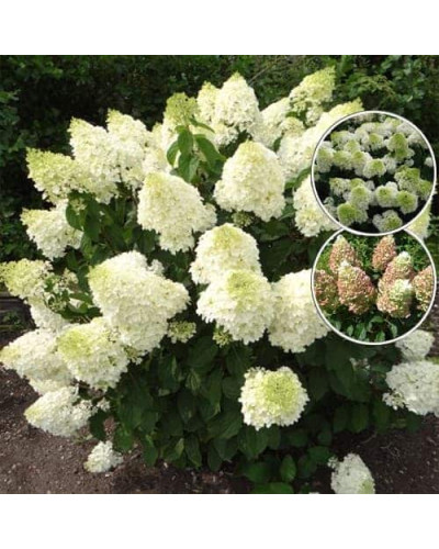 Гортензія волотиста Сільвер Долар | Hydrangea paniculata Silver Dollar | Гортензия метельчатая Сильвер Доллар