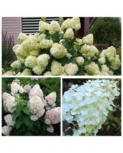 Гортензія волотиста Сільвер Долар | Hydrangea paniculata Silver Dollar | Гортензия метельчатая Сильвер Доллар