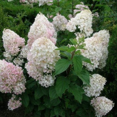 Гортензія волотиста Сільвер Долар | Hydrangea paniculata Silver Dollar | Гортензия метельчатая Сильвер Доллар