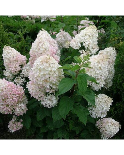 Гортензія волотиста Сільвер Долар | Hydrangea paniculata Silver Dollar | Гортензия метельчатая Сильвер Доллар
