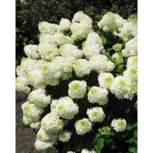 Гортензія волотиста Сільвер Долар | Hydrangea paniculata Silver Dollar | Гортензия метельчатая Сильвер Доллар