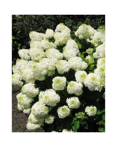 Гортензія волотиста Сільвер Долар | Hydrangea paniculata Silver Dollar | Гортензия метельчатая Сильвер Доллар