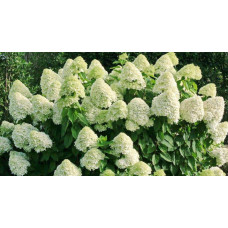 Гортензія волотиста Сільвер Долар | Hydrangea paniculata Silver Dollar | Гортензия метельчатая Сильвер Доллар