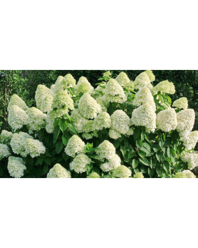 Гортензія волотиста Сільвер Долар | Hydrangea paniculata Silver Dollar | Гортензия метельчатая Сильвер Доллар