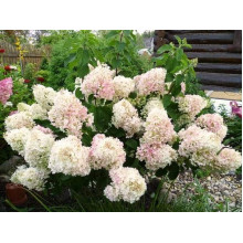 Гортензія волотиста Сільвер Долар | Hydrangea paniculata Silver Dollar | Гортензия метельчатая Сильвер Доллар