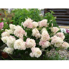 Гортензія волотиста Сільвер Долар | Hydrangea paniculata Silver Dollar | Гортензия метельчатая Сильвер Доллар