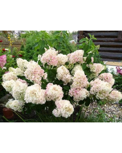 Гортензія волотиста Сільвер Долар | Hydrangea paniculata Silver Dollar | Гортензия метельчатая Сильвер Доллар