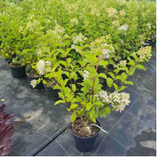 Гортензія волотиста Сільвер Долар | Hydrangea paniculata Silver Dollar | Гортензия метельчатая Сильвер Доллар