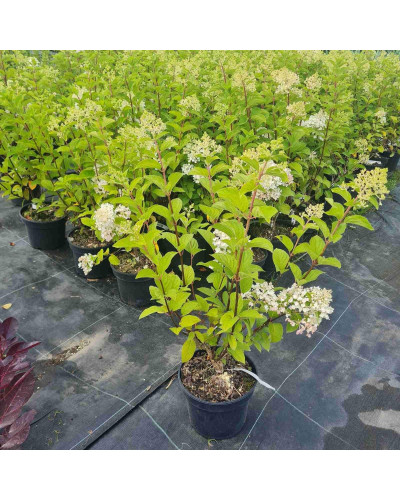 Гортензія волотиста Сільвер Долар | Hydrangea paniculata Silver Dollar | Гортензия метельчатая Сильвер Доллар