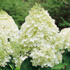 Гортензія волотиста Сільвер Долар | Hydrangea paniculata Silver Dollar | Гортензия метельчатая Сильвер Доллар