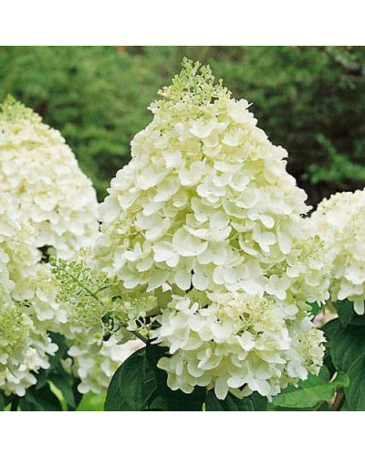 Гортензія волотиста Сільвер Долар | Hydrangea paniculata Silver Dollar | Гортензия метельчатая Сильвер Доллар