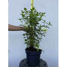 Гортензія волотиста Сільвер Долар | Hydrangea paniculata Silver Dollar | Гортензия метельчатая Сильвер Доллар