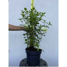 Гортензія волотиста Сільвер Долар | Hydrangea paniculata Silver Dollar | Гортензия метельчатая Сильвер Доллар