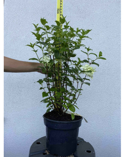 Гортензія волотиста Сільвер Долар | Hydrangea paniculata Silver Dollar | Гортензия метельчатая Сильвер Доллар