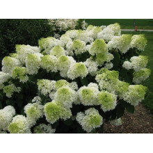 Гортензія волотиста Сільвер Долар | Hydrangea paniculata Silver Dollar | Гортензия метельчатая Сильвер Доллар