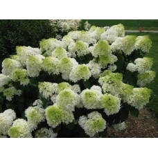 Гортензія волотиста Сільвер Долар | Hydrangea paniculata Silver Dollar | Гортензия метельчатая Сильвер Доллар