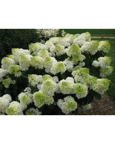 Гортензія волотиста Сільвер Долар | Hydrangea paniculata Silver Dollar | Гортензия метельчатая Сильвер Доллар