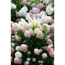 Гортензія волотиста Сандей Фрейз / Ренсан ® | Hydrangea paniculata Sundae Fraise / Rensun ® | Гортензия метельчатая Сандей Фрейз / Ренсан ®