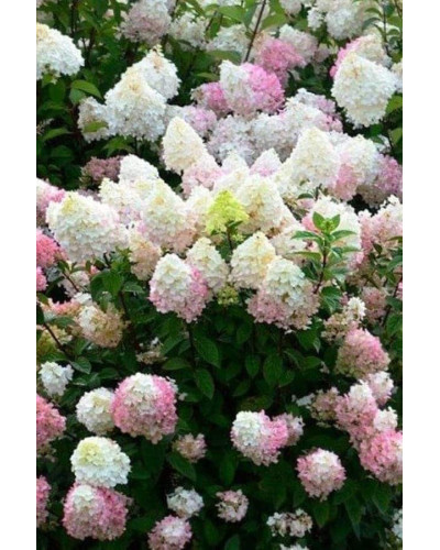 Гортензія волотиста Сандей Фрейз / Ренсан ® | Hydrangea paniculata Sundae Fraise / Rensun ® | Гортензия метельчатая Сандей Фрейз / Ренсан ®