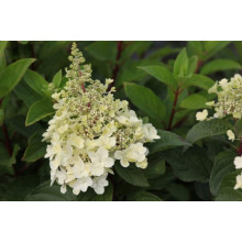 Гортензія волотиста Сандей Фрейз / Ренсан ® | Hydrangea paniculata Sundae Fraise / Rensun ® | Гортензия метельчатая Сандей Фрейз / Ренсан ®