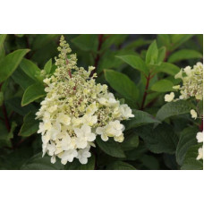 Гортензія волотиста Сандей Фрейз / Ренсан ® | Hydrangea paniculata Sundae Fraise / Rensun ® | Гортензия метельчатая Сандей Фрейз / Ренсан ®