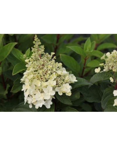 Гортензія волотиста Сандей Фрейз / Ренсан ® | Hydrangea paniculata Sundae Fraise / Rensun ® | Гортензия метельчатая Сандей Фрейз / Ренсан ®