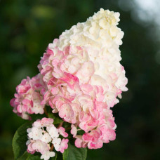 Гортензія волотиста Сандей Фрейз / Ренсан ® | Hydrangea paniculata Sundae Fraise / Rensun ® | Гортензия метельчатая Сандей Фрейз / Ренсан ®