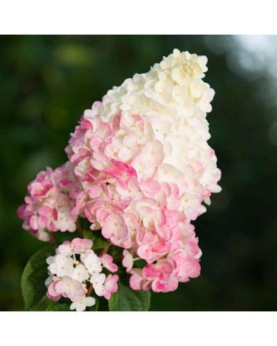 Гортензія волотиста Сандей Фрейз / Ренсан ® | Hydrangea paniculata Sundae Fraise / Rensun ® | Гортензия метельчатая Сандей Фрейз / Ренсан ®