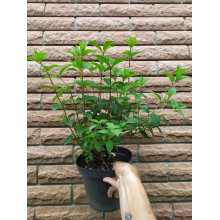 Гортензія волотиста Сандей Фрейз / Ренсан ® | Hydrangea paniculata Sundae Fraise / Rensun ® | Гортензия метельчатая Сандей Фрейз / Ренсан ®