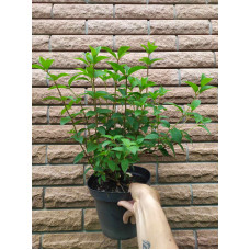 Гортензія волотиста Сандей Фрейз / Ренсан ® | Hydrangea paniculata Sundae Fraise / Rensun ® | Гортензия метельчатая Сандей Фрейз / Ренсан ®