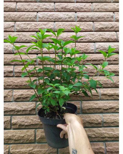 Гортензія волотиста Сандей Фрейз / Ренсан ® | Hydrangea paniculata Sundae Fraise / Rensun ® | Гортензия метельчатая Сандей Фрейз / Ренсан ®
