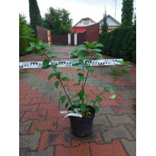 Гортензія волотиста Сандей Фрейз / Ренсан ® | Hydrangea paniculata Sundae Fraise / Rensun ® | Гортензия метельчатая Сандей Фрейз / Ренсан ®