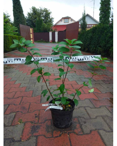 Гортензія волотиста Сандей Фрейз / Ренсан ® | Hydrangea paniculata Sundae Fraise / Rensun ® | Гортензия метельчатая Сандей Фрейз / Ренсан ®