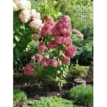 Гортензія волотиста Сандей Фрейз / Ренсан ® | Hydrangea paniculata Sundae Fraise / Rensun ® | Гортензия метельчатая Сандей Фрейз / Ренсан ®