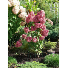 Гортензія волотиста Сандей Фрейз / Ренсан ® | Hydrangea paniculata Sundae Fraise / Rensun ® | Гортензия метельчатая Сандей Фрейз / Ренсан ®