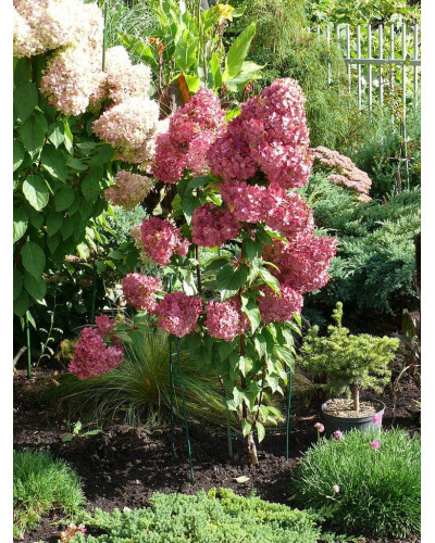 Гортензія волотиста Сандей Фрейз / Ренсан ® | Hydrangea paniculata Sundae Fraise / Rensun ® | Гортензия метельчатая Сандей Фрейз / Ренсан ®