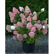 Гортензія волотиста Сандей Фрейз / Ренсан ® | Hydrangea paniculata Sundae Fraise / Rensun ® | Гортензия метельчатая Сандей Фрейз / Ренсан ®
