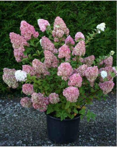 Гортензія волотиста Сандей Фрейз / Ренсан ® | Hydrangea paniculata Sundae Fraise / Rensun ® | Гортензия метельчатая Сандей Фрейз / Ренсан ®