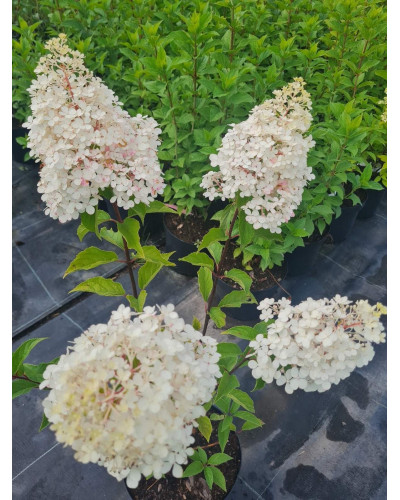 Гортензія волотиста Сандей Фрейз / Ренсан ® | Hydrangea paniculata Sundae Fraise / Rensun ® | Гортензия метельчатая Сандей Фрейз / Ренсан ®
