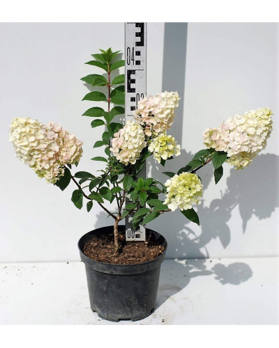 Гортензія волотиста Сандей Фрейз / Ренсан ® | Hydrangea paniculata Sundae Fraise / Rensun ® | Гортензия метельчатая Сандей Фрейз / Ренсан ®