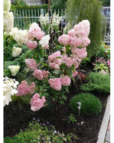 Гортензія волотиста Сандей Фрейз / Ренсан ® | Hydrangea paniculata Sundae Fraise / Rensun ® | Гортензия метельчатая Сандей Фрейз / Ренсан ®