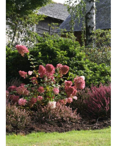 Гортензія волотиста Сандей Фрейз / Ренсан ® | Hydrangea paniculata Sundae Fraise / Rensun ® | Гортензия метельчатая Сандей Фрейз / Ренсан ®
