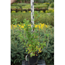 Гортензія волотиста Сандей Фрейз / Ренсан ® | Hydrangea paniculata Sundae Fraise / Rensun ® | Гортензия метельчатая Сандей Фрейз / Ренсан ®