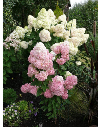 Гортензія волотиста Сандей Фрейз / Ренсан ® | Hydrangea paniculata Sundae Fraise / Rensun ® | Гортензия метельчатая Сандей Фрейз / Ренсан ®