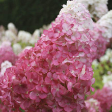 Гортензія волотиста Сандей Фрейз / Ренсан ® | Hydrangea paniculata Sundae Fraise / Rensun ® | Гортензия метельчатая Сандей Фрейз / Ренсан ®