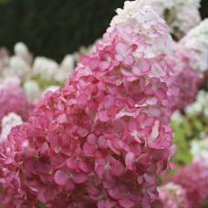 Гортензія волотиста Сандей Фрейз / Ренсан ® | Hydrangea paniculata Sundae Fraise / Rensun ® | Гортензия метельчатая Сандей Фрейз / Ренсан ®